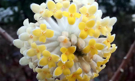 植物界的“移动香薰机”，味道太美妙了，值得拥有 - 浙江阪慕大香精香料科技有限公···